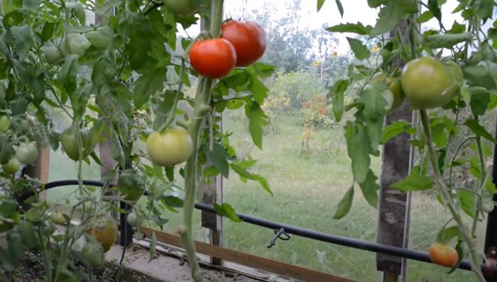 Неопределени храсти