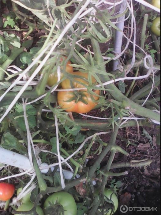 Жартира доматени храсти и четки