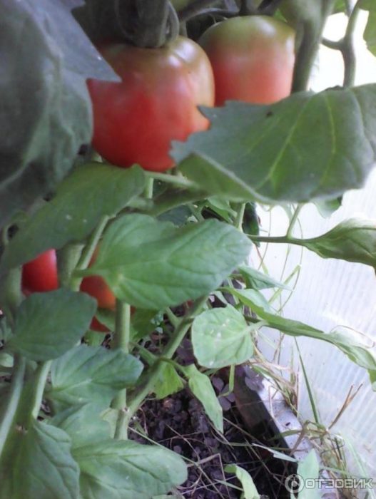 Домати на храста