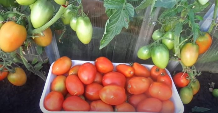 Храсти и плодове от сорта Боец (Буян)