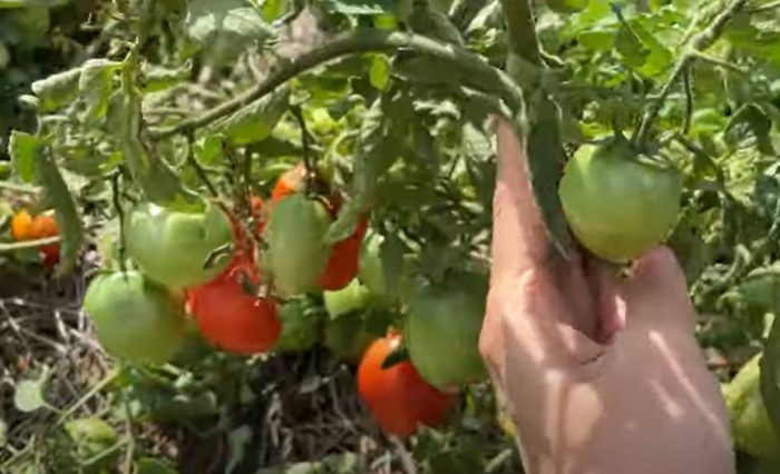 Зреещи плодове на храста