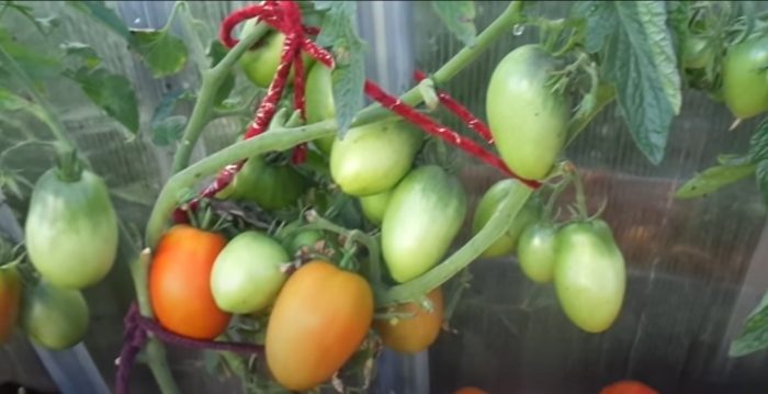 Връзване на храст