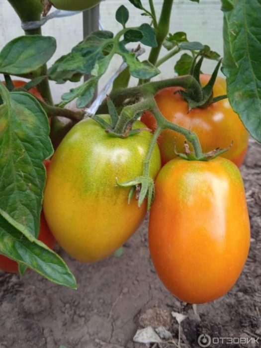 Домати от сорта Боец (Буян)