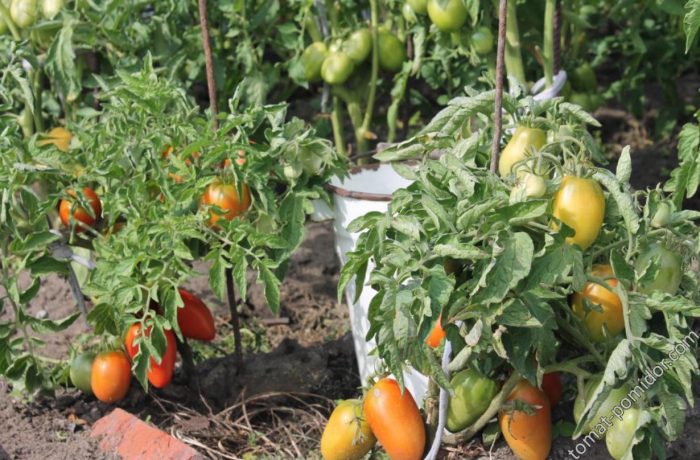 Храсти от сорта Fighter (Buyan)