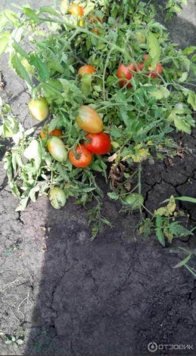 Храсти от сорта Boets