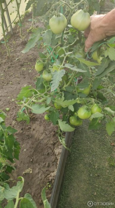 Храсти от сорта Fighter (Buyan)