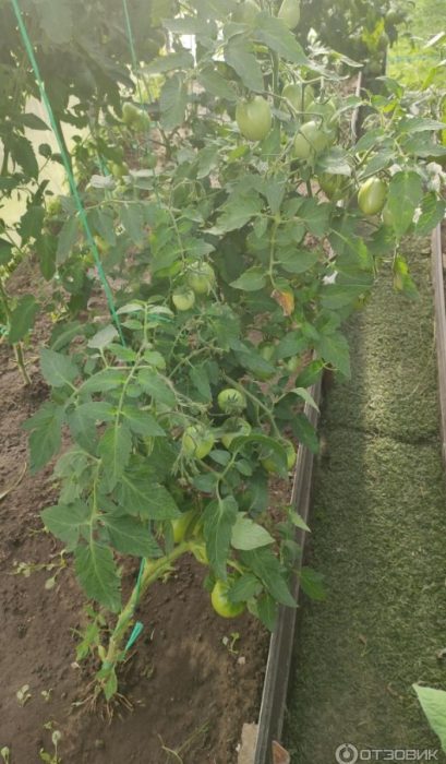 Доматени храсти в земята