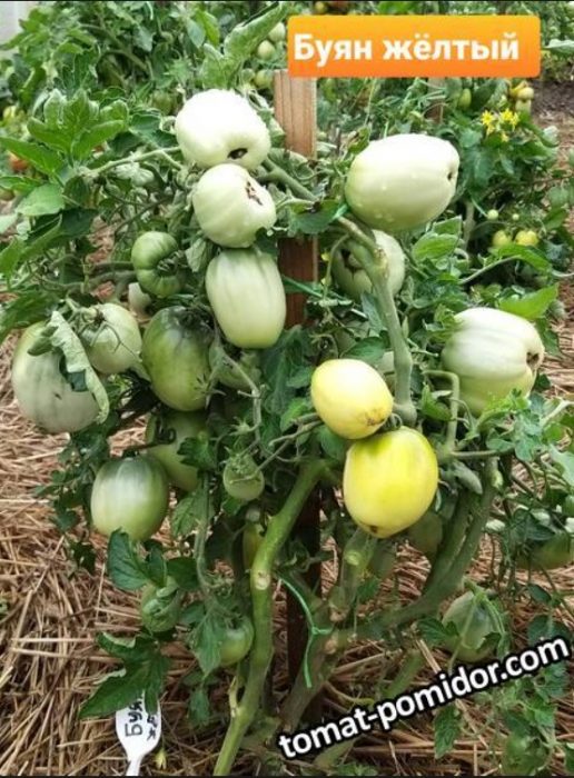 Нискорастящи храсти