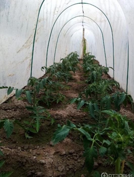 Разсад от домати в оранжерия