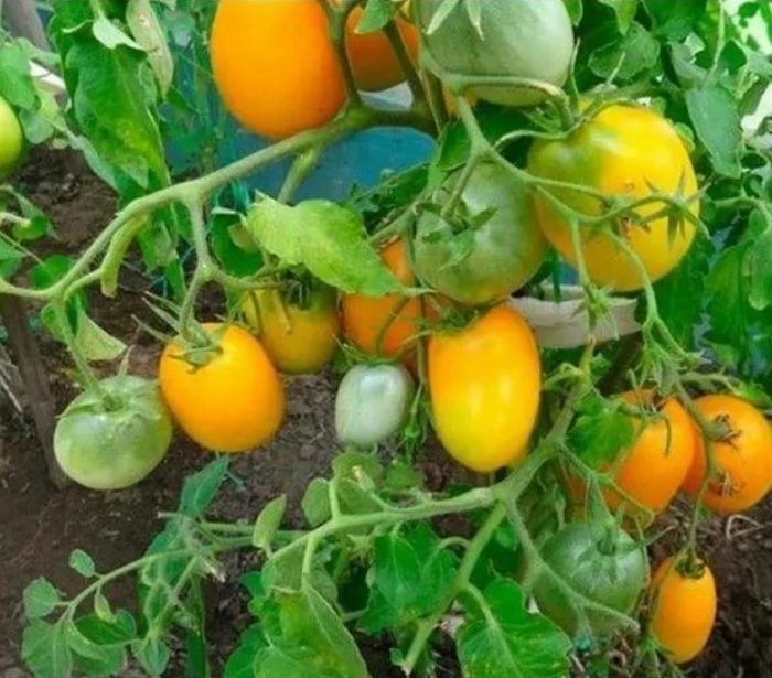 Храст с плодове от жълтия сорт Буян