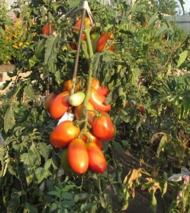 Доматена принцеса лебед