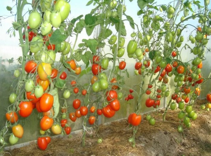 Храсти на хибридната принцеса лебед