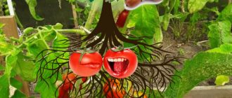 Сорт домати Дубок