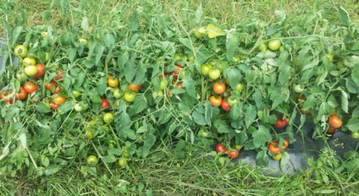 Доматени храсти от сорта Дубрава