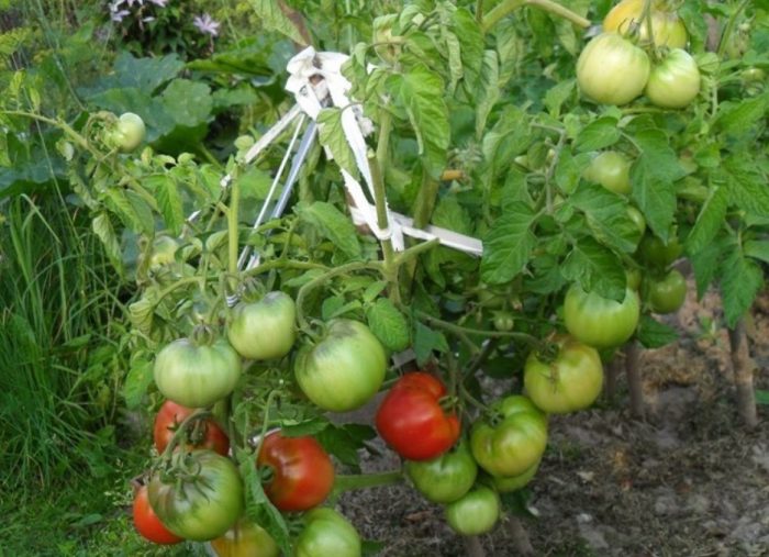 Сорт дъб Как расте сортът Дубок