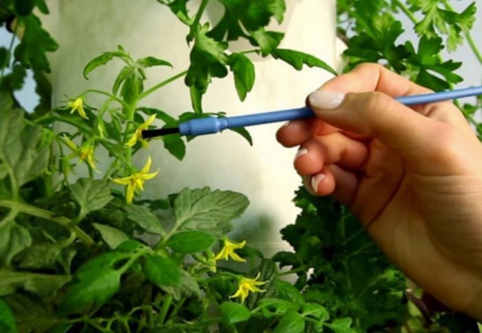 Опрашване на домати у дома