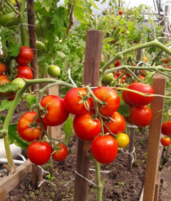 Високодобивен сорт