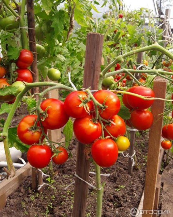 Високодобивен сорт Дъбрава