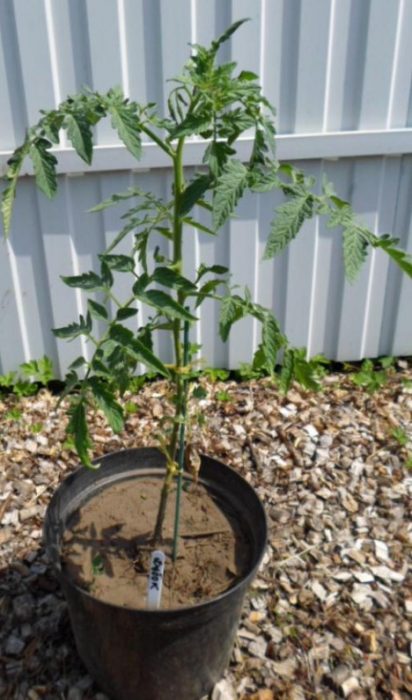 Сорт дъб в саксия