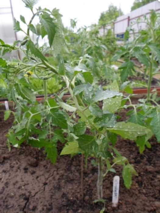 Разсад от домати Дъбрава