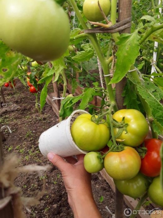 Размер на домат Дъбрава