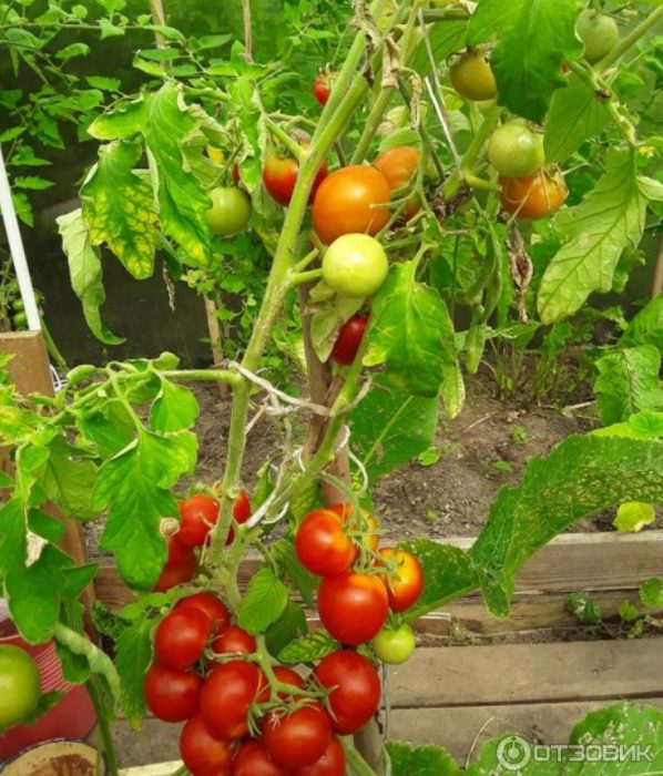 Храст от домати сорта Дубрава