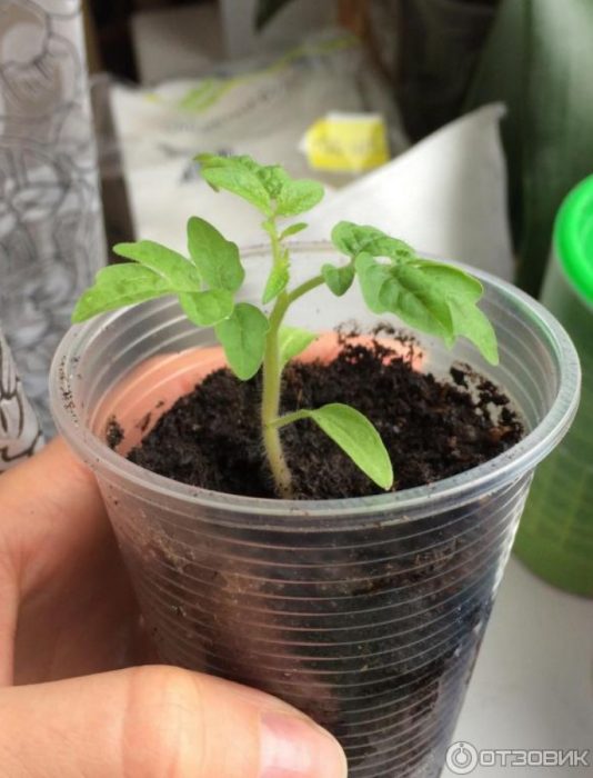 Разсад от дъб в чаша