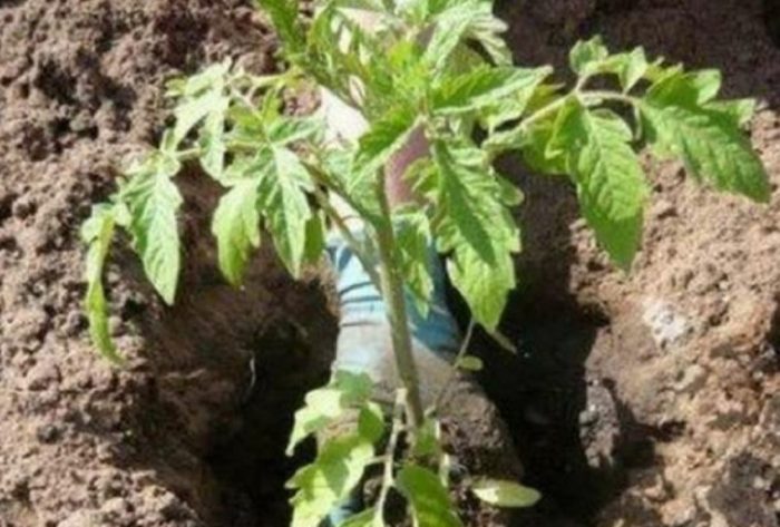 Засаждане на разсад от домати в земята