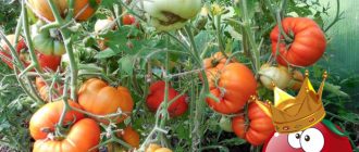 Храсти от сорта „Крал на ранните“