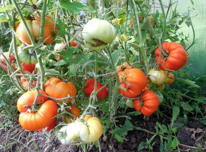 Храсти от доматен сорт King of the Early