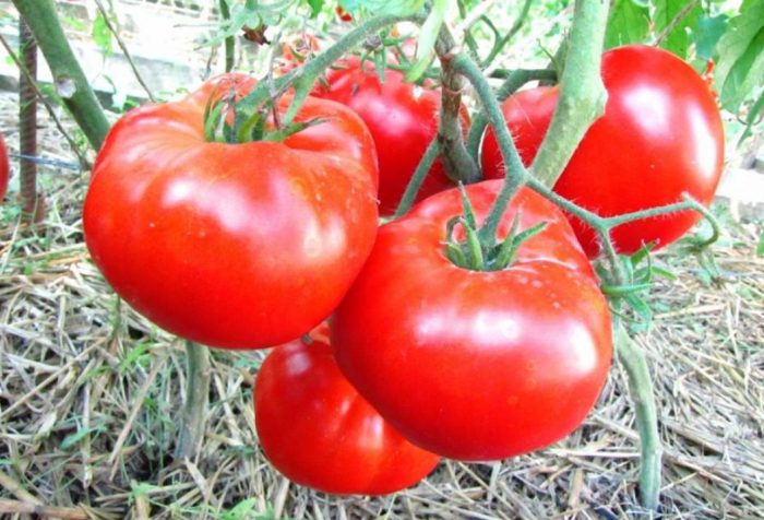 Зрели плодове от сорта „Кралят на ранния“