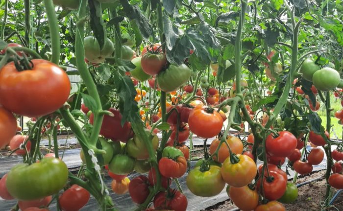 Храсти с плодове