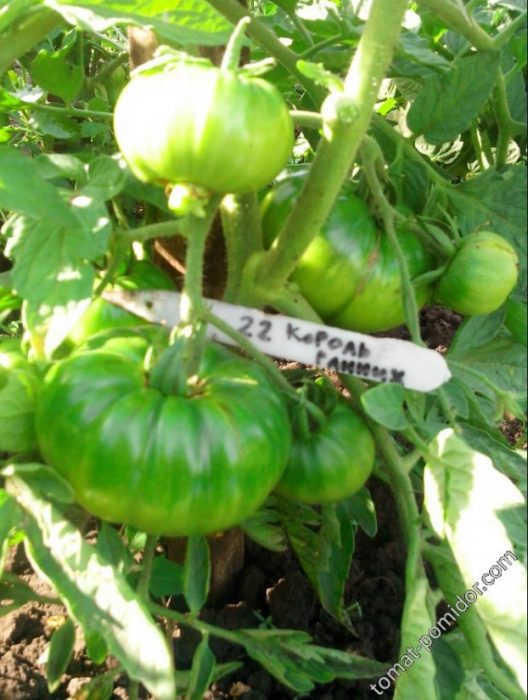 Зелени плодове от сорта „Кралят на ранния“