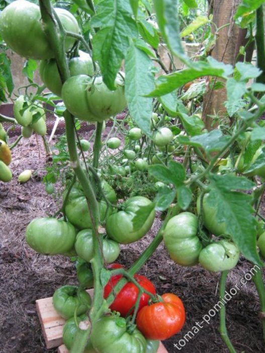 Буш от сорта „Крал на ранните“