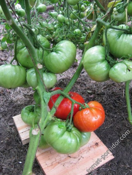 Червени плодове от сорта „Кралят на ранните“