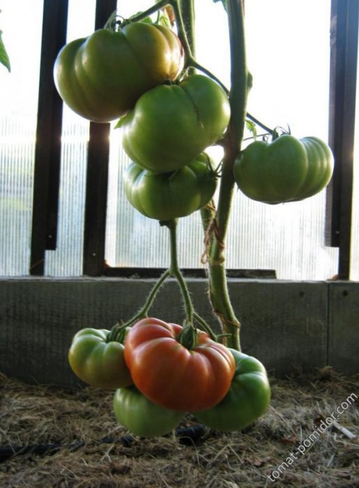 Плодове на храста от сорта „Кралят на ранните“