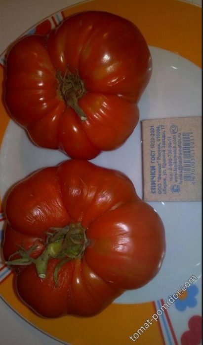 Зрели домати от сорта „Кралят на ранните“