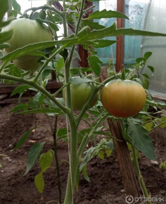 Плодове на храста от сорта „Кралят на ранните“