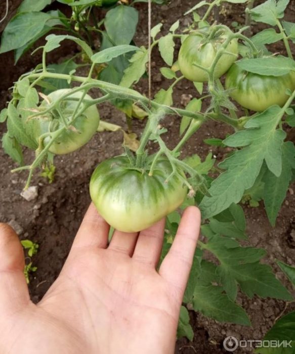 Зелени плодове на храст