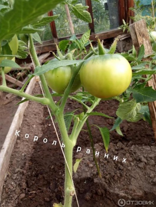 Първите плодове на храста