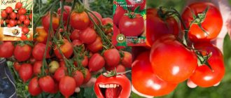 Домати Cupid от различни производители