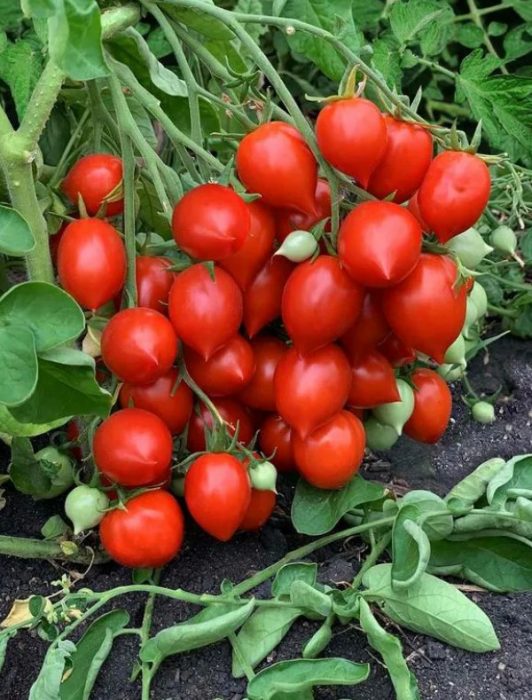 Ντομάτες Έρως