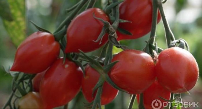 Ώριμα φρούτα από τους κήπους της Ρωσίας