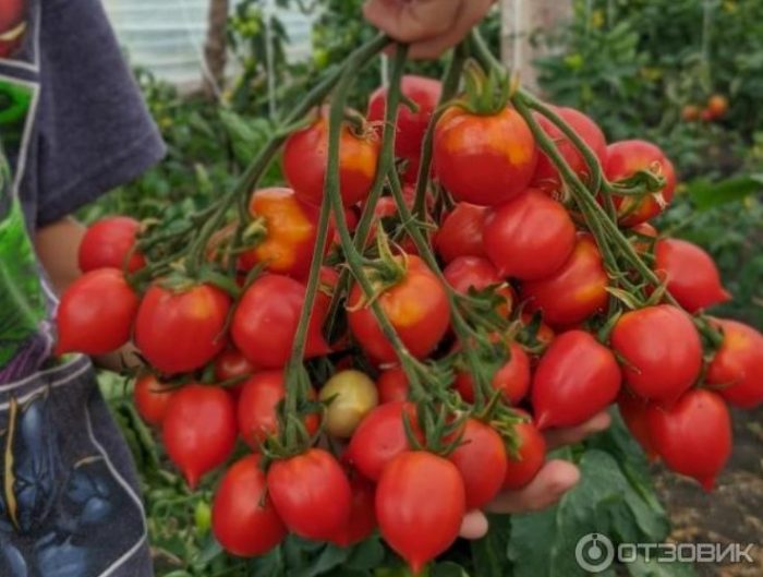 Ώριμα φρούτα της ποικιλίας Cupidon από τους Κήπους της Ρωσίας