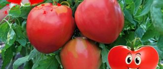 Плодове Любима почивка на храстите