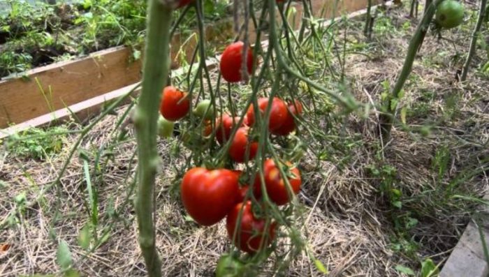 Θάμνοι ντομάτας της ποικιλίας Favorite Holiday