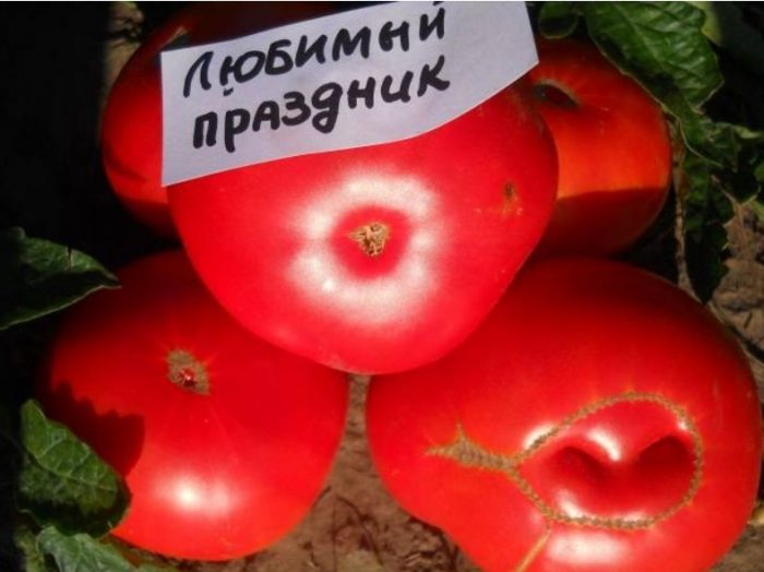 Ώριμα φρούτα της ποικιλίας Favorite Holiday