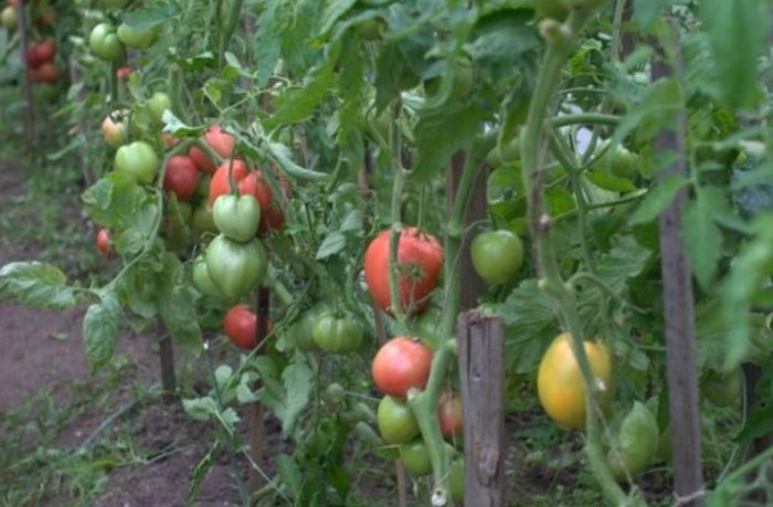 Θάμνοι της αγαπημένης ποικιλίας διακοπών