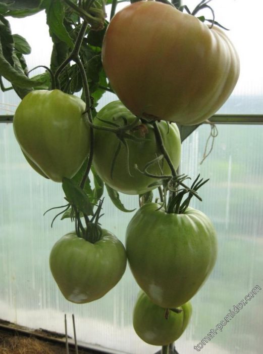 Ντομάτες της ποικιλίας Favorite Holiday που αρχίζουν να ωριμάζουν στον θάμνο