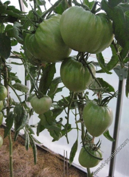 Θάμνοι και φρούτα της ποικιλίας Favorite Holiday